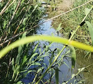 Naturpark S'Albufera