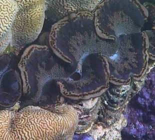 Schnorcheln am Hausriff