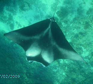 Manta 2