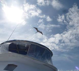 Ein Vogel entdeckt unser Boot