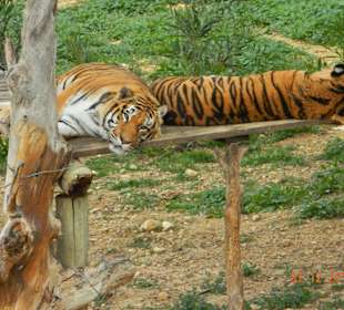 Fotograf als Beutetier erkannt