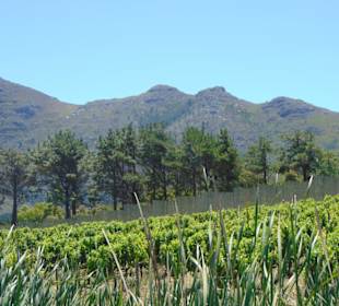 Cape Point Vineyards in Noordhoek