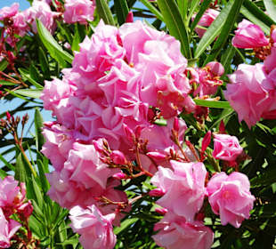 Spaziergang über die Strandpromenade Argelès-Plage