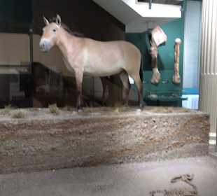 Staatliches Naturkunde Museum