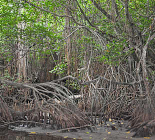 Mangroven