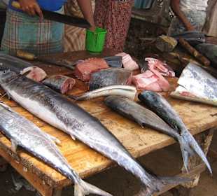 Fische, Fische, Fische