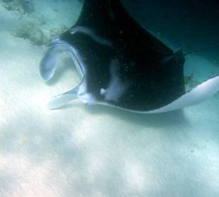 Mantarochen