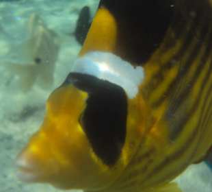 Fisch