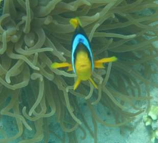 Clownfisch 2