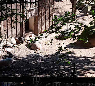 Wildpark Osterzgebirge