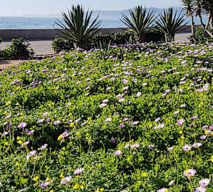 Strandpromenade Playa/Platja de Palma