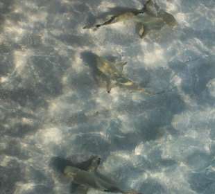 Babyhaie in der Lagune