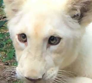 Savanna - weißes, süßes Löwenbaby