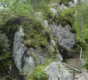 Der Zauberwald: mystisch-gespenstisch-verwunschen