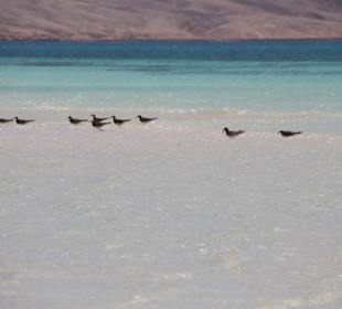 Sandbank