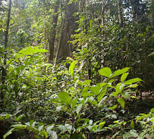 Dżungla w parku Taman Negara