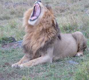 Ruhe im Karton, ich bin der Boß