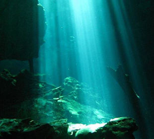 Tauchen in einer Cenote