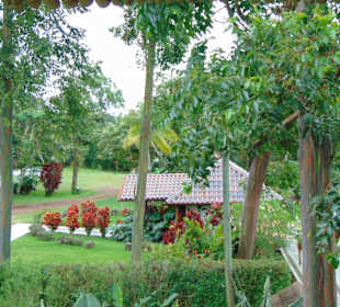 Doka Estate Kaffeeplantage