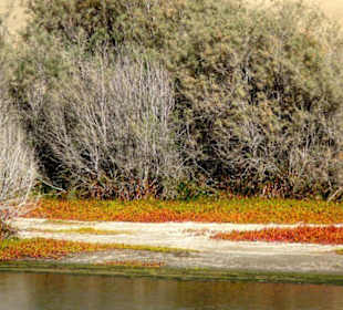 Biotop in den Dünen