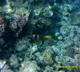 Im Meer einfach super