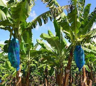Bananen im Rosseau Valley