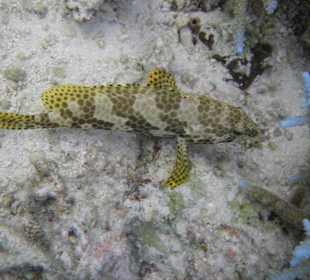 Bienenwaben-Zackenbarsch/Lagune