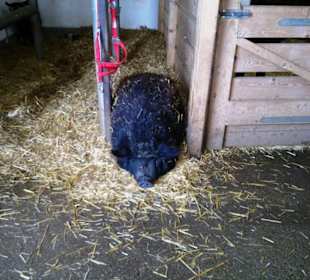 Gut Aiderbichl Hängebauchschwein im Stall