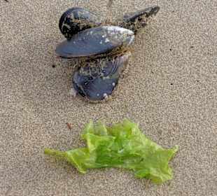 Mejillones y algas, atractivo en la playa