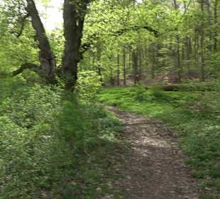 Walderlebnisweg Rottenburg