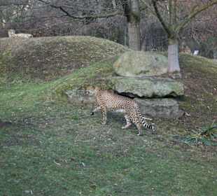 Lockerer Gang des schnellen Tieres
