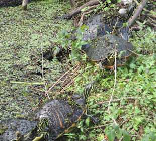 Schildkröten