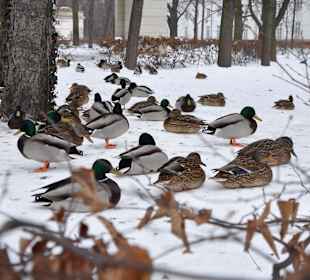 Mieszkańcy Łazienek Królewskich