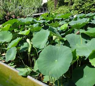 Lotus am See von Schloss Trauttmansdorff