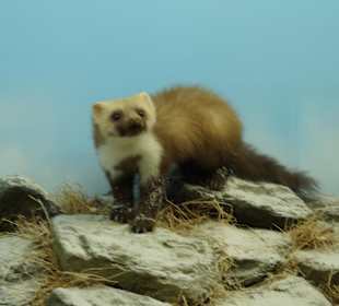 Vogel-und Jagdtierkunde