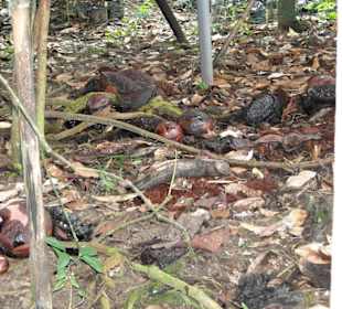 Ausflug Wildfife Expeditions- Rastplatz