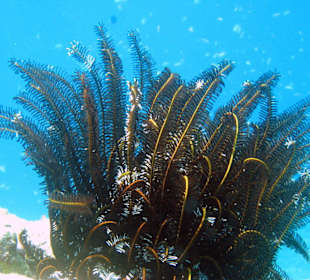 Haarsterne auch Federsterne genannt (Crinoidea)