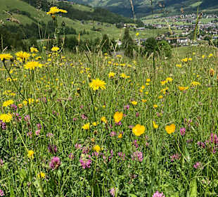 Wandern Kirchberg in Tirol