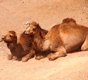Tiere im Oasis Park Fuerteventura