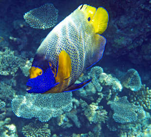 Blaukopf Kaiserfisch