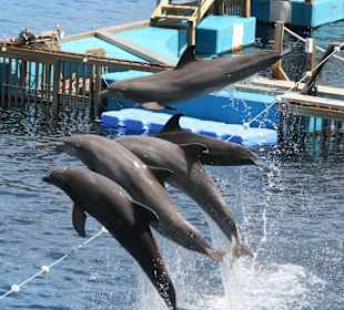 Valencis besitzt das größte Aquarium Europas