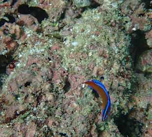 Unterwasserwelt Musandam