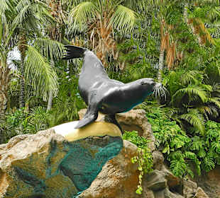 Robbe macht Kunststückchen