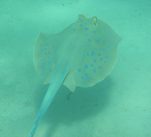 Rochen (sehr giftig)