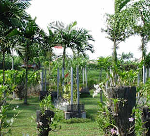 Blick in den Orchideen-Garten