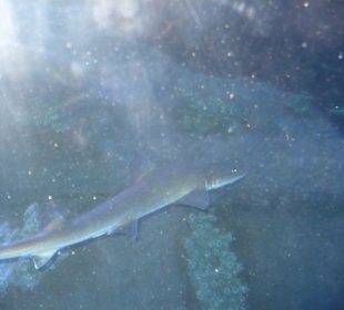 Röhren Aquarium Antalya 