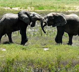 Übermütig kämpfende "Jungs"
