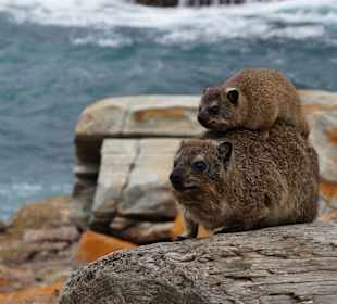 Klippschiefer auf dem Weg zur Suspension Bridge