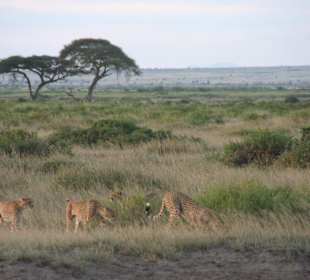 Cheetars at Amboseli