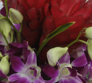 Beautiful Jamaican Flora